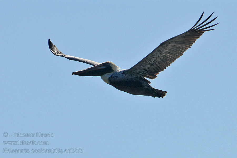 Pelecanus occidentalis