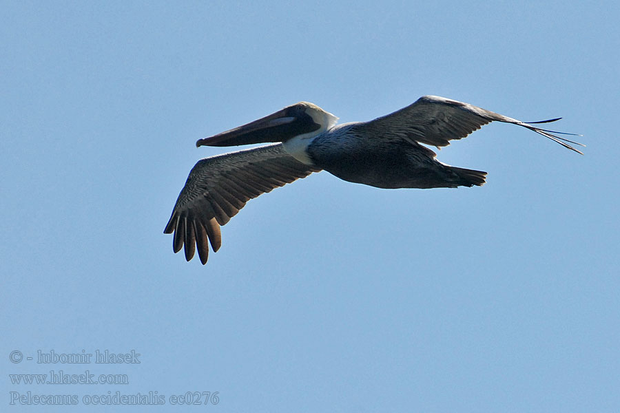 Pelecanus occidentalis