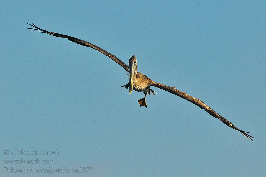 Pelecanus occidentalis