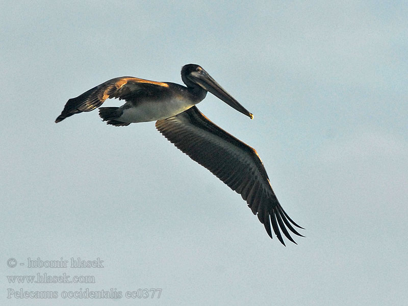 Pelecanus occidentalis