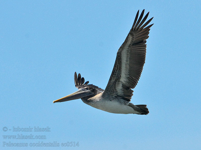 Pelecanus occidentalis