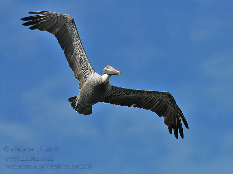 Pelecanus occidentalis