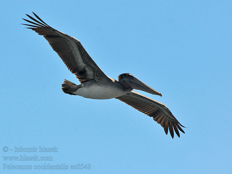 Tengeri pelikán Pelecanus occidentalis