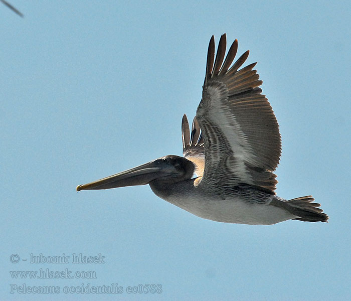 Пеликан бурый Pelecanus occidentalis