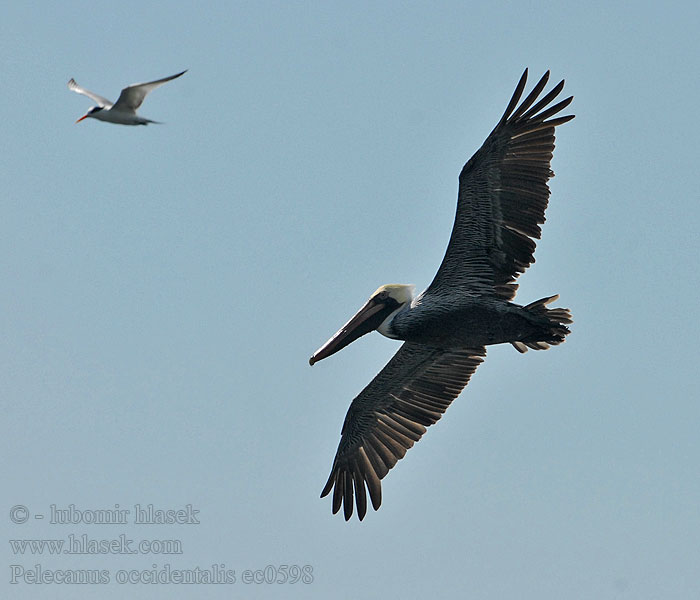 Pelikán hnědý Pelecanus occidentalis