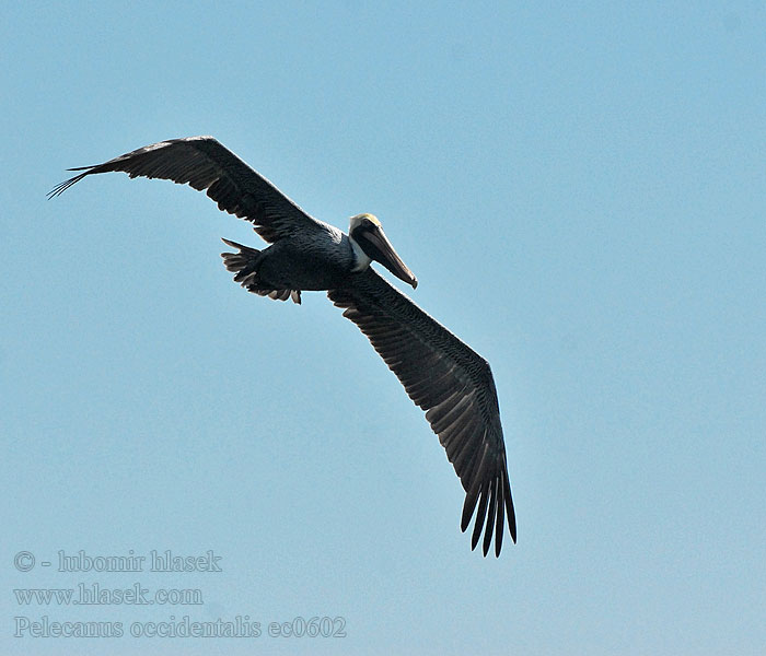 Pelikán hnědý Pelecanus occidentalis