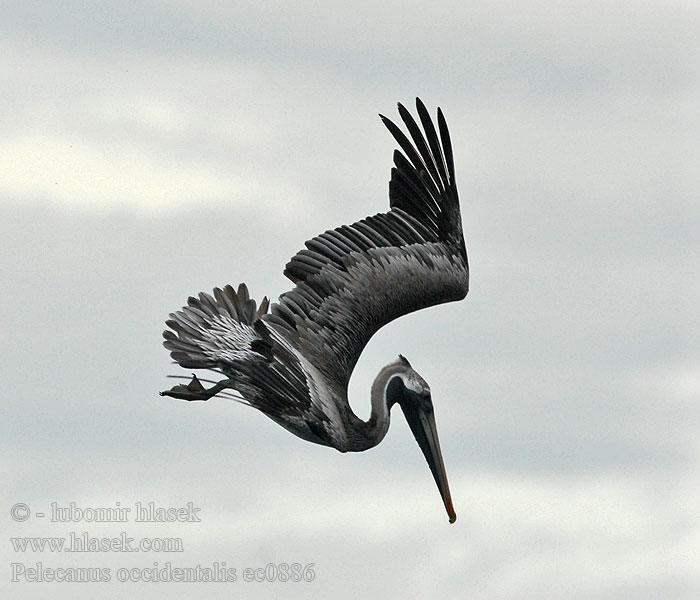 Pelikán hnědý Pelikan brunatny Tengeri pelikán Pelecanus occidentalis