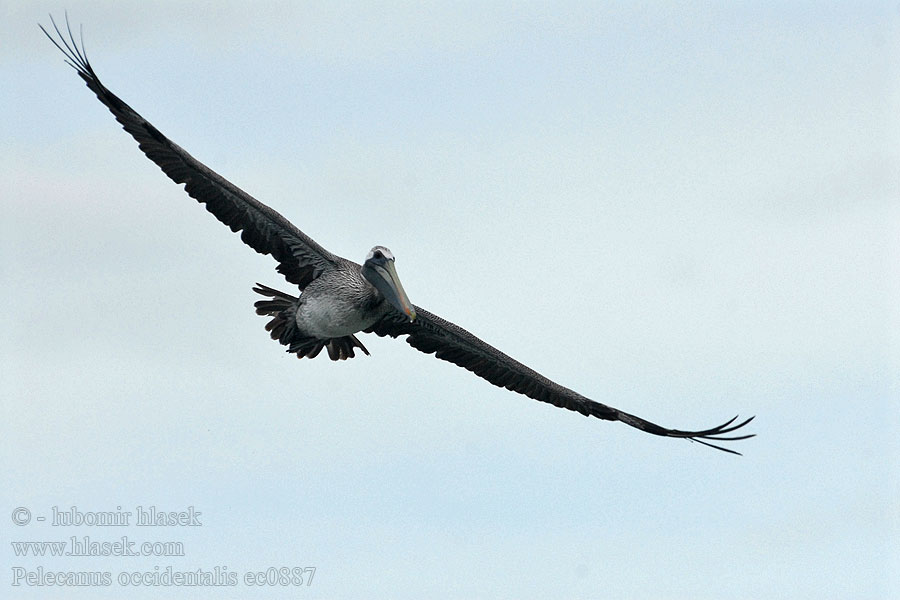 Pelikán hnědý Пеликан бурый Pelecanus occidentalis