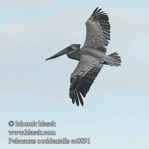 Pelecanus occidentalis ec0891