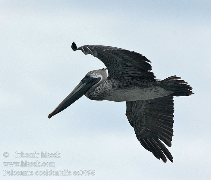 Braunpelikan Pelecanus occidentalis