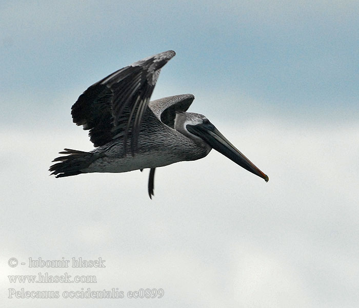 Pelícano pardo Pelecanus occidentalis