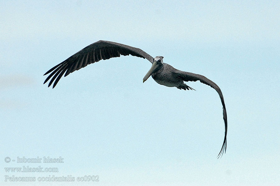 Pélican brun Pelecanus occidentalis