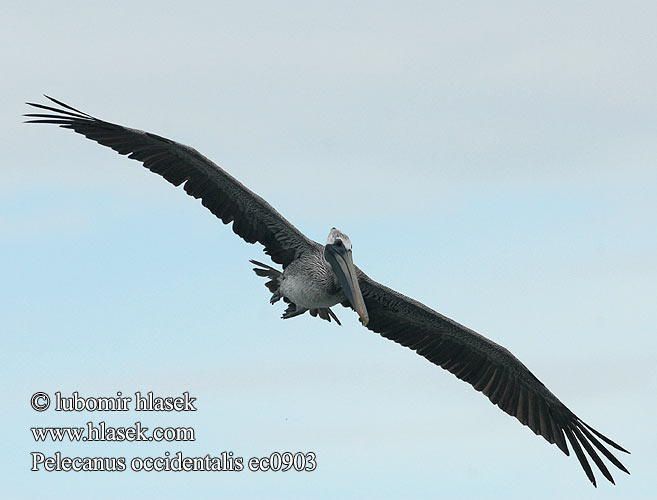 Braunpelikan Pelikán hnědý Пеликан бурый Pelikan brunatny Tengeri pelikán Pelecanus occidentalis Brown Pelican Pélican brun Pelícano pardo