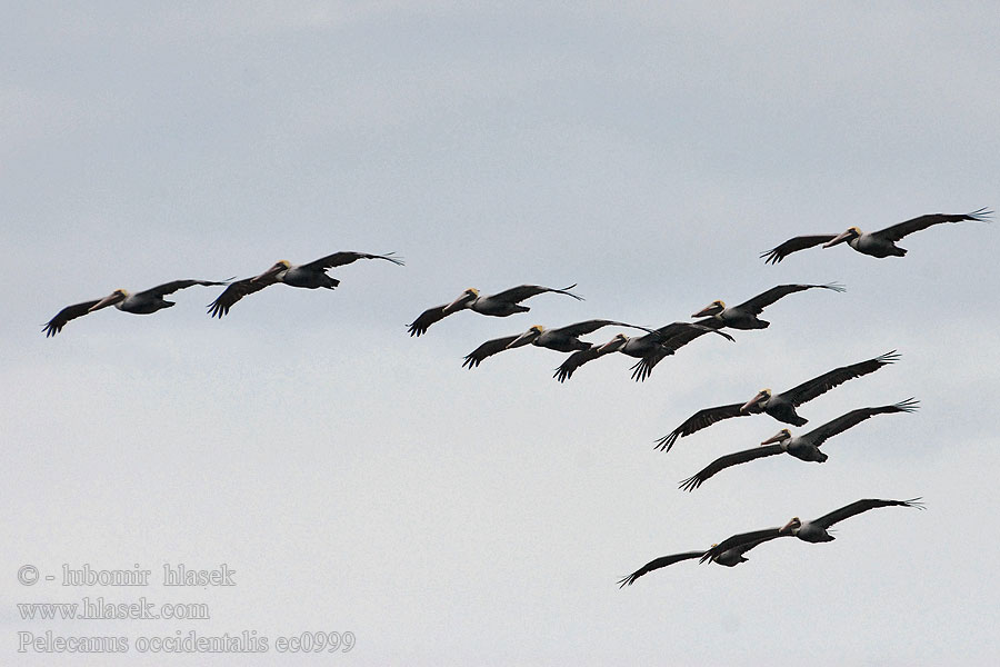 Pelecanus occidentalis