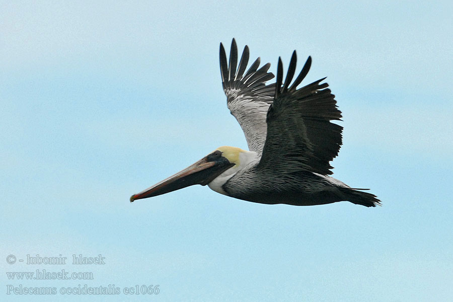 Brown Pelican Pelecanus occidentalis