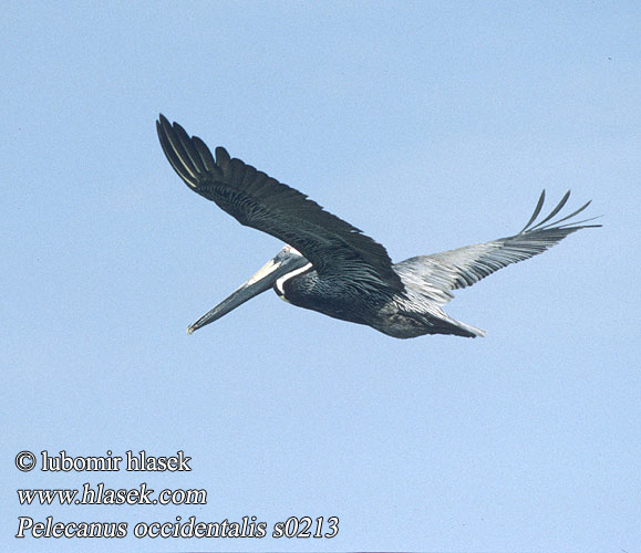 Braunpelikan Pelikán hnědý Пеликан бурый Pelikan brunatny Tengeri pelikán Pelecanus occidentalis Brown Pelican Pélican brun Pelícano pardo