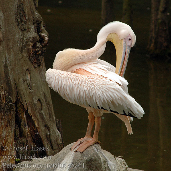 Pelecanus onocrotalus Great White Pelican Pelikán bílý růžový