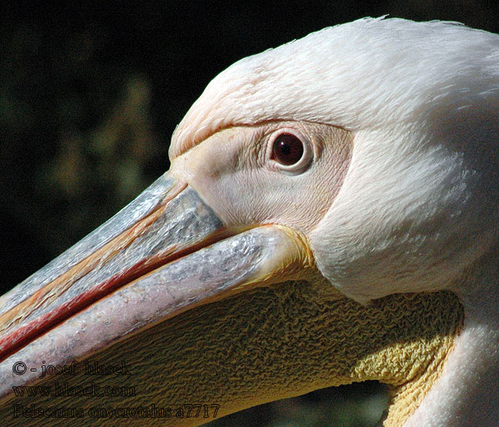 Rosapelikan Pelícano Común Pélican blanc Pellicano bianco