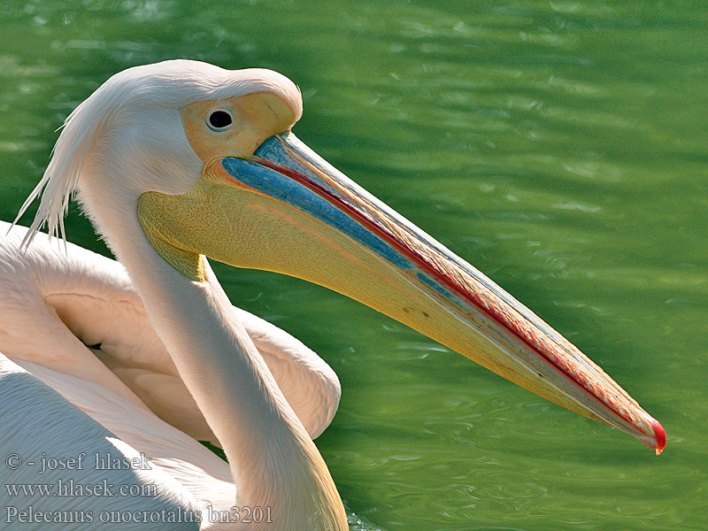 Pelecanus onocrotalus bn3201