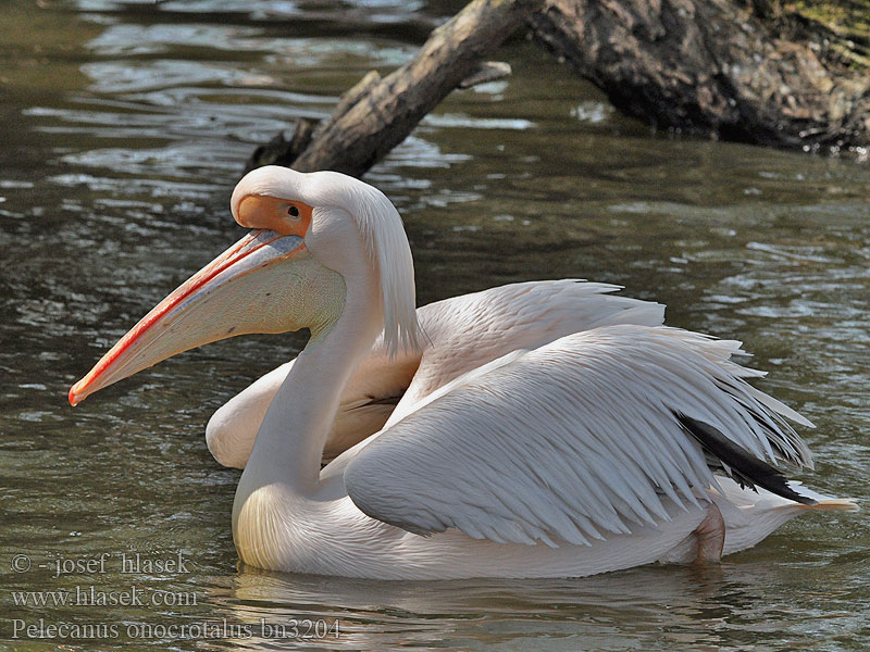 Pelecanus onocrotalus bn3204