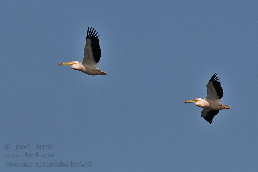 Pelecanus onocrotales