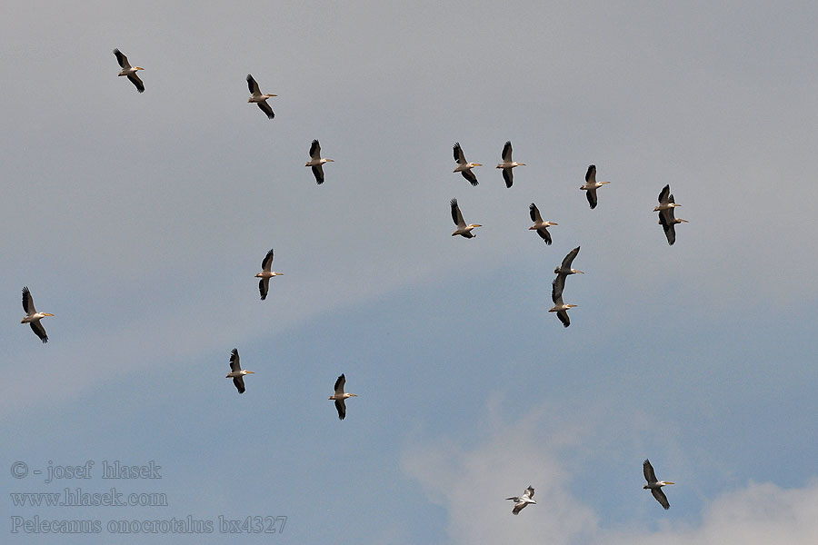 Pelecanus onocrotales