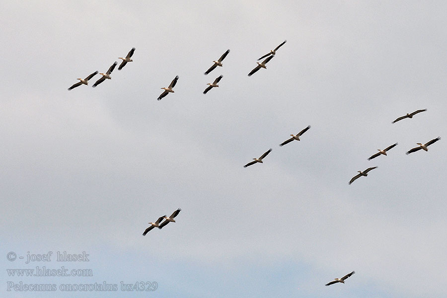 Pelecanus onocrotales