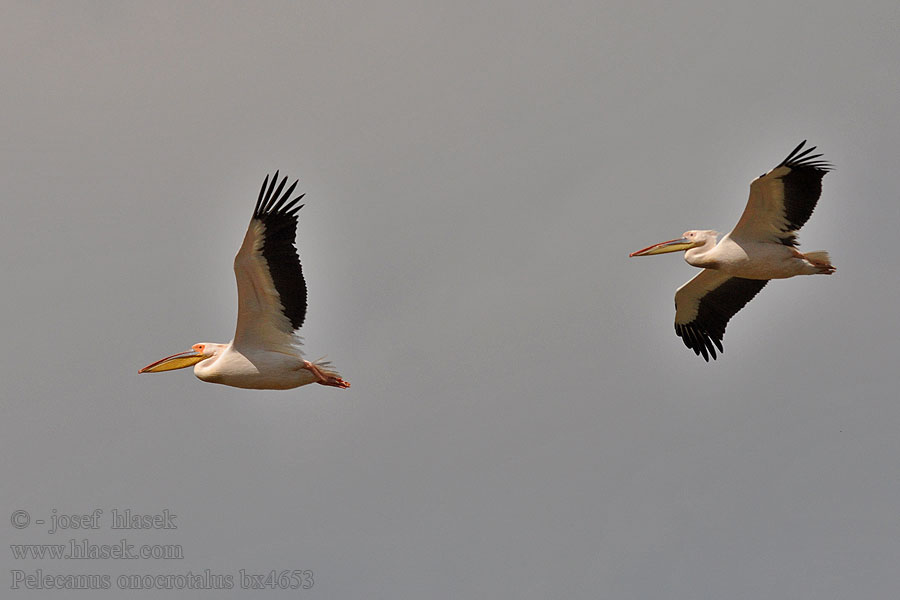 Pelecanus onocrotales