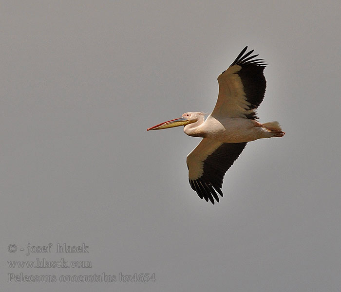 Pelecanus onocrotales