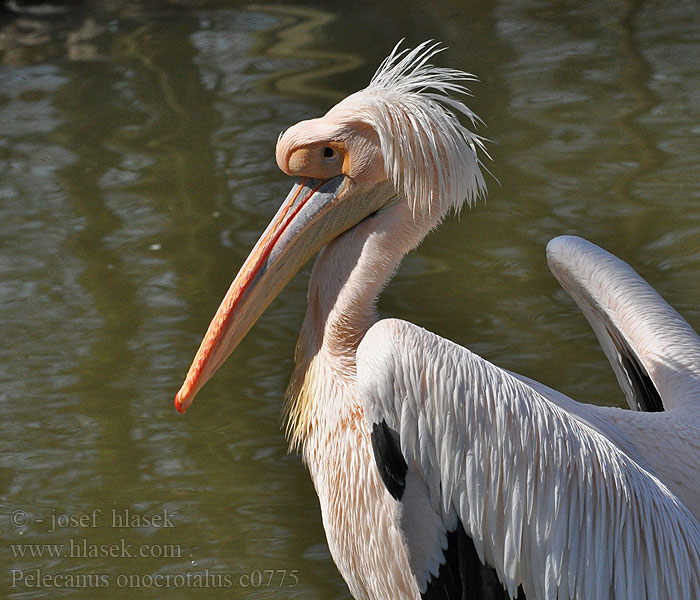 Vit pelikan Pelikán ružový Pelicanul comun Розов
