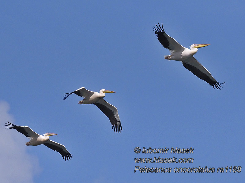 Great White Pelican Pelecanus onocrotalus