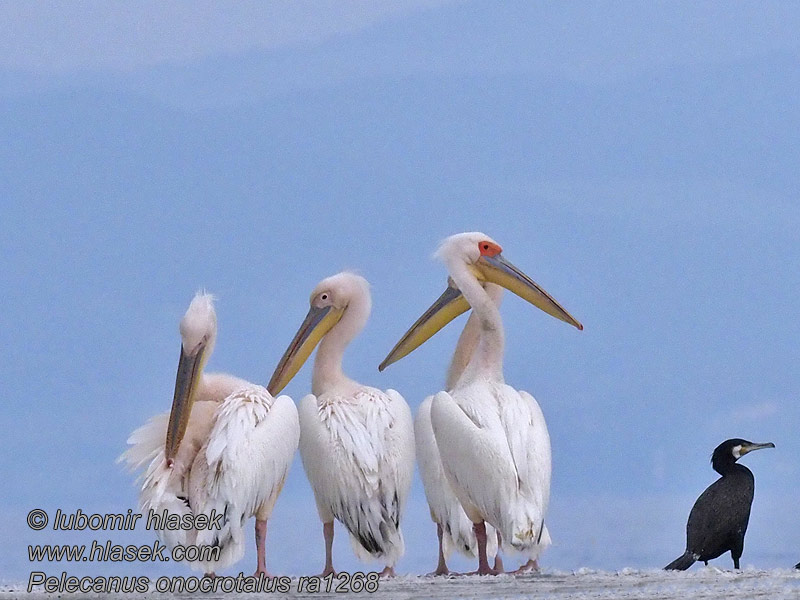 Pelikán bílý růžový Pelecanus onocrotalus