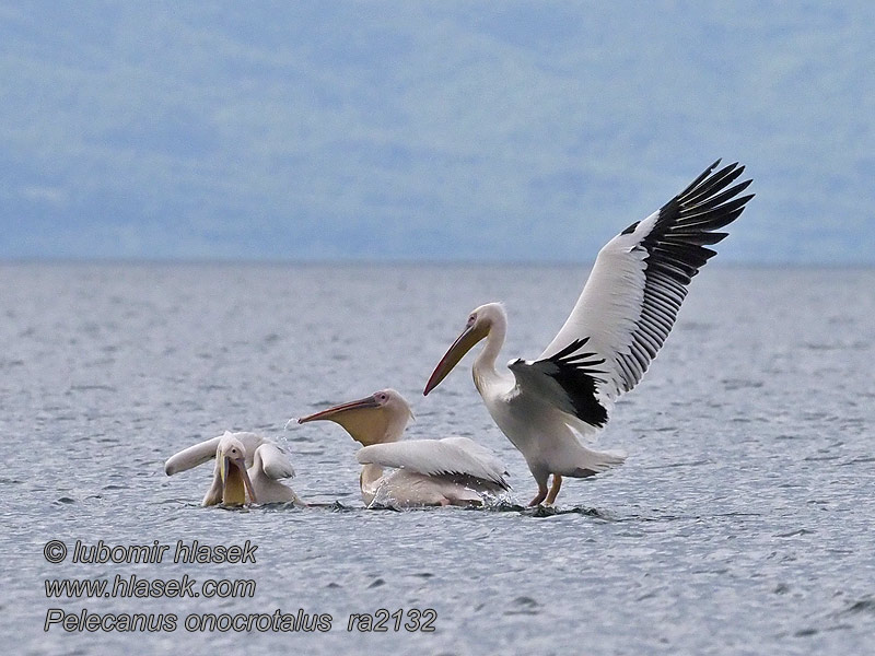 Común Pélican blanc Pelecanus onocrotalus