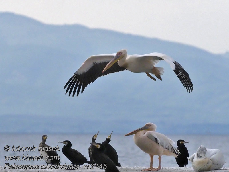 Pellicano bianco Pelecanus onocrotalus