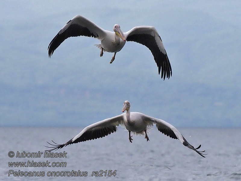 Roze Pelikaan Pelecanus onocrotalus