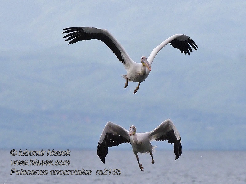 Pelikan różowy Pelecanus onocrotalus