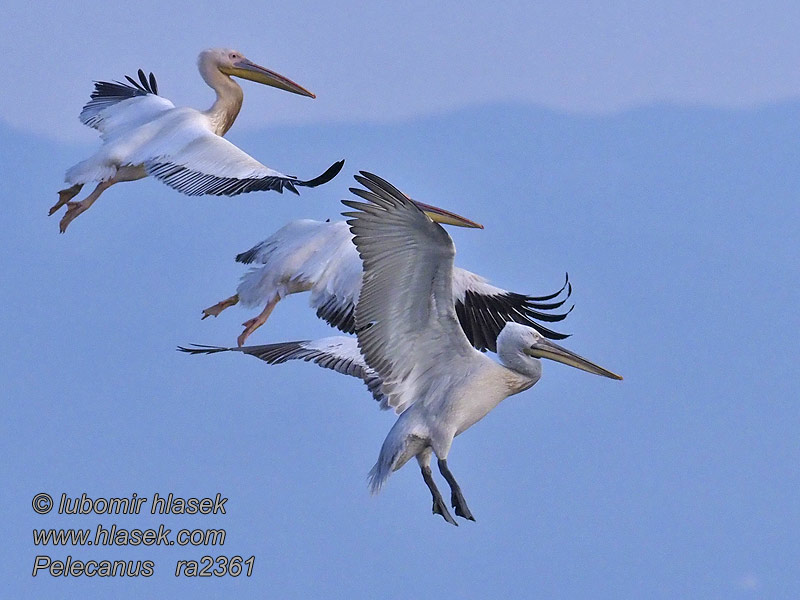 白鵜鶘 Пеликан розовый Pelecanus onocrotalus