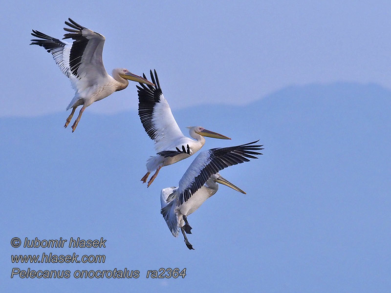 モモイロペリカン Pelecanus onocrotalus