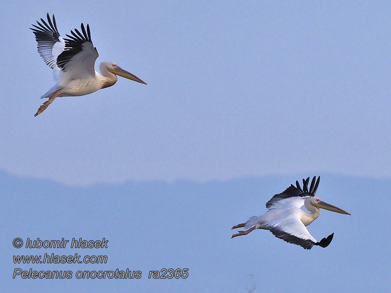 البجعة البيضاء Pelecanus onocrotalus