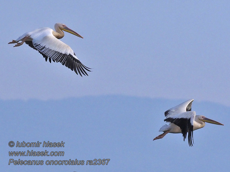 Ροδοπελεκάνος Pelecanus onocrotalus