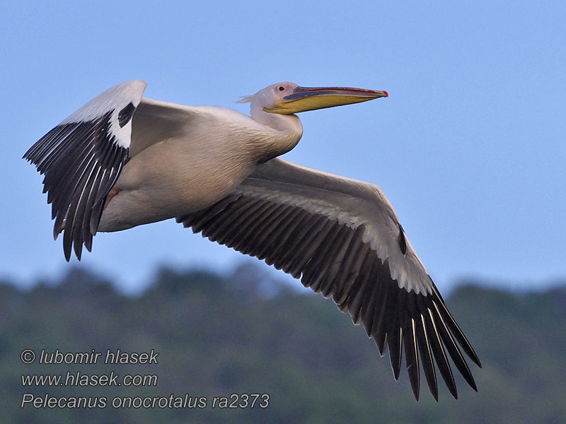 Рожевий пелікан Pelecanus onocrotalus