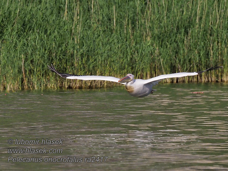 Witpelikaan Ak pelikan Pelecanus onocrotalus