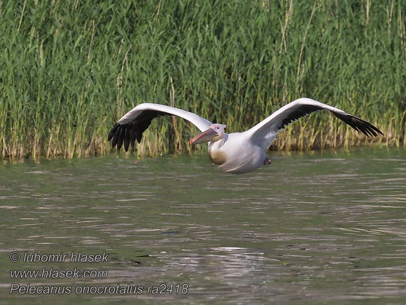 שקנאי לבן Pelecanus onocrotalus