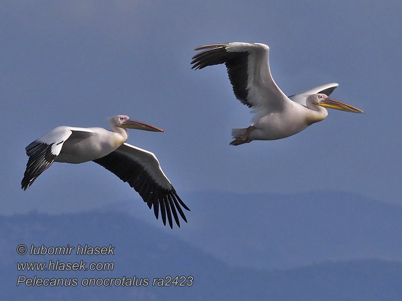 Hvid Pelikan Pelecanus onocrotalus