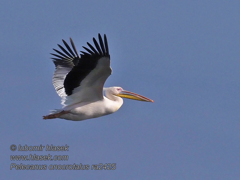 Pelikaani Roðakani Pelecanus onocrotalus