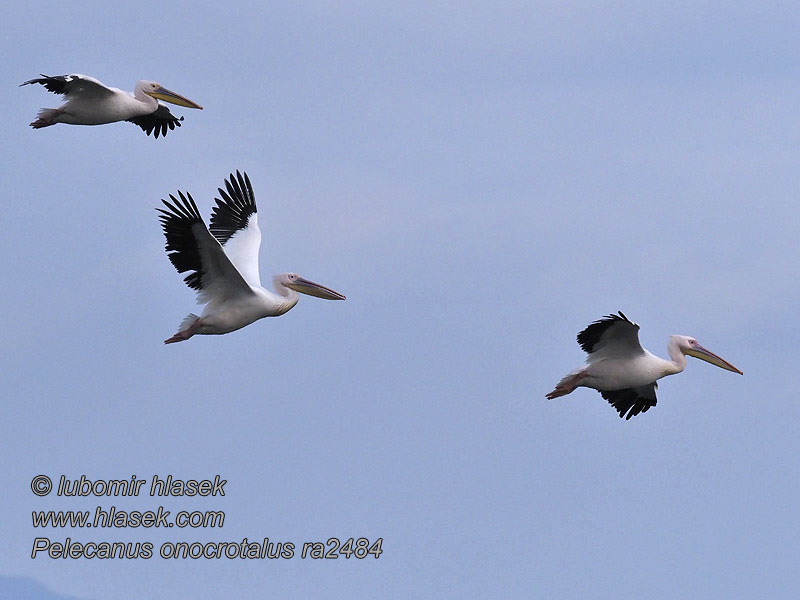 Hvitpelikan Vit pelikan Pelecanus onocrotalus