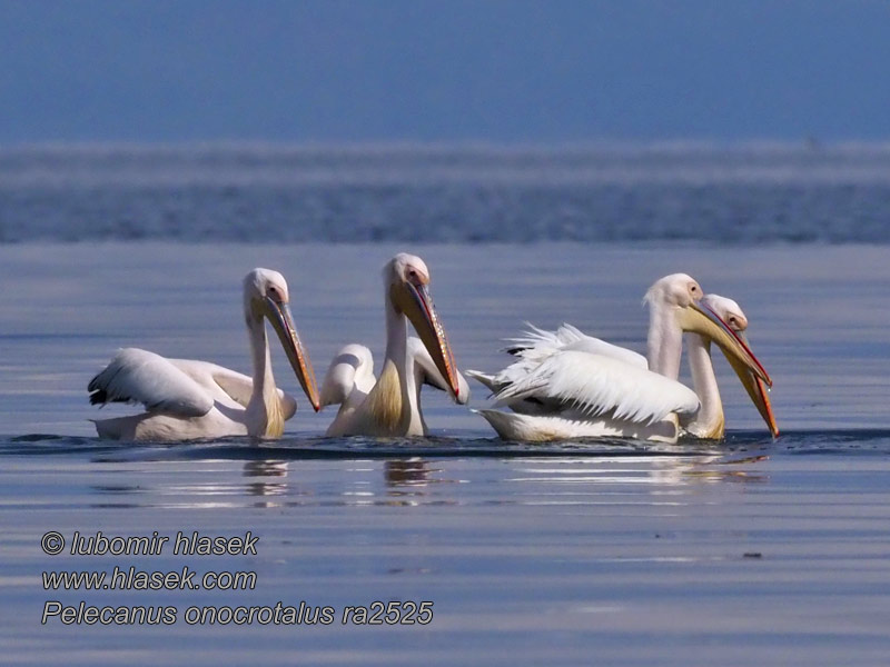 Pelikán ružový Pelecanus onocrotalus