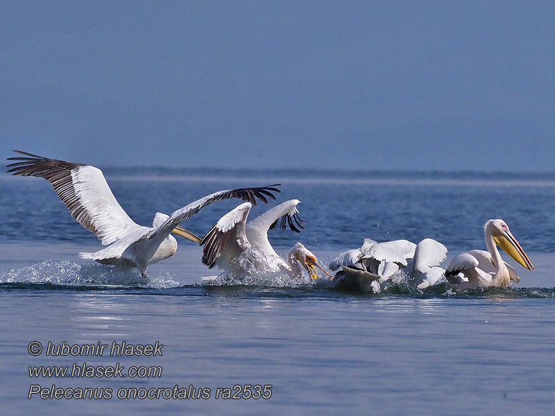 Розов пеликан Rózsás gödény Pelecanus onocrotalus