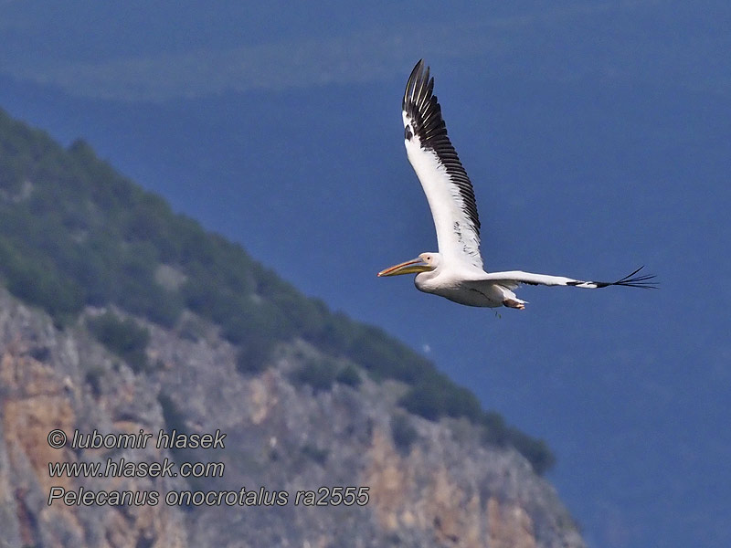 Ружичасти пеликан Pelecanus onocrotalus