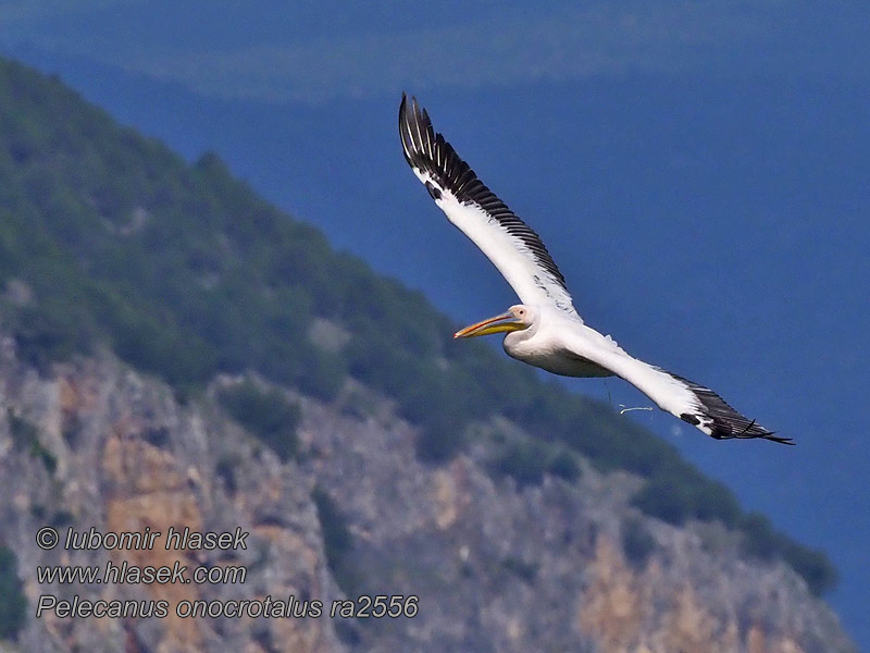 Pelecanus onocrotalus